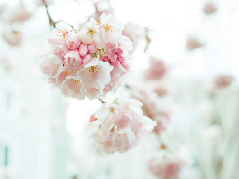 fiori rosa - ristorante per battesimi a torino