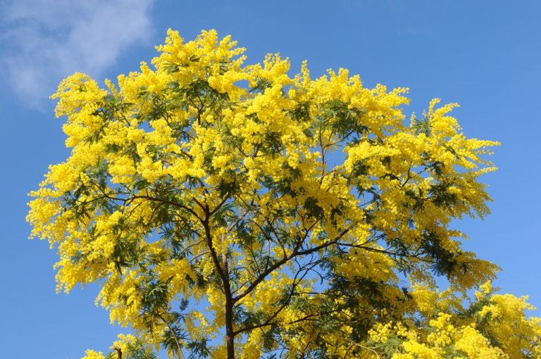 albero di mimose