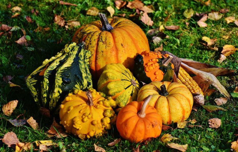 zucche grandi e piccole in un campo